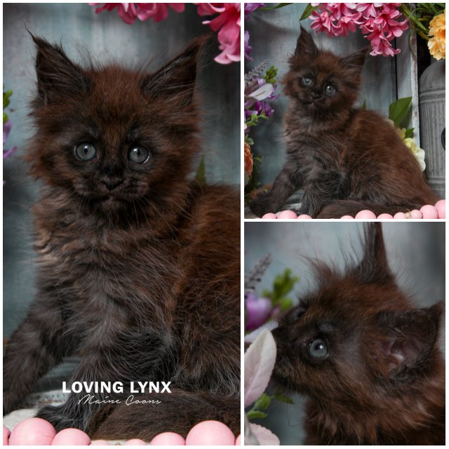 Ivy, Maine Coon Kitten