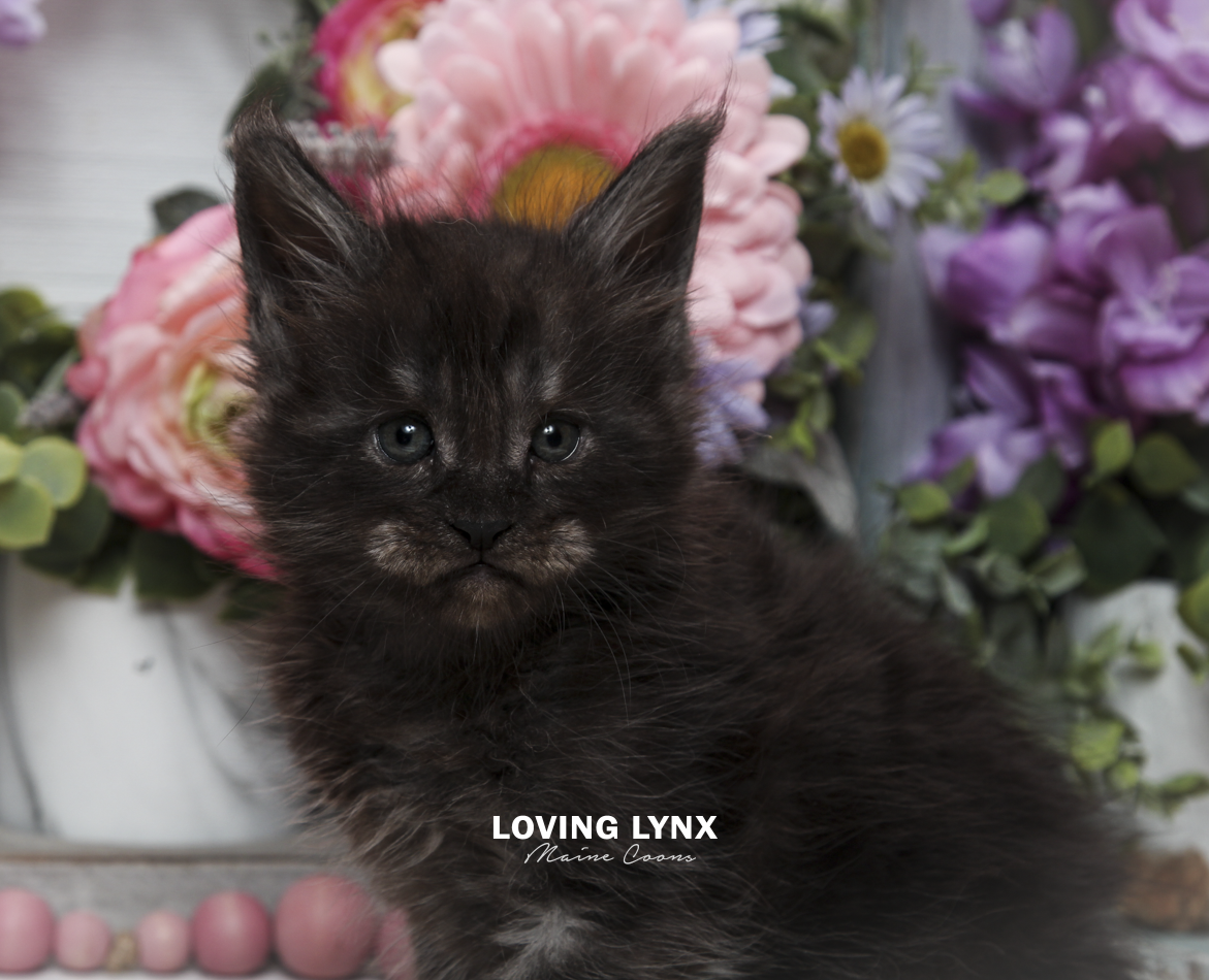 oreo-litter-2026-maine-coon-kitten.PNG