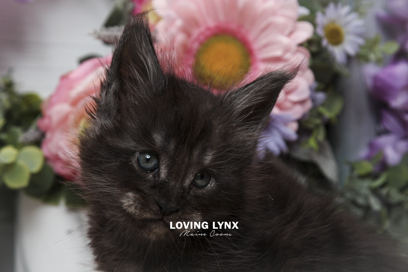 oreo-litter-2026-maine-coon-kitten-2.PNG