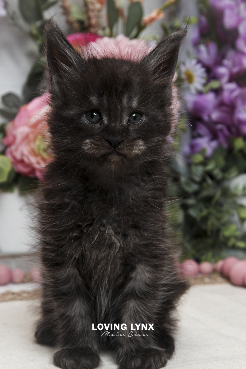 oreo-litter-2026-maine-coon-kitten-4.PNG