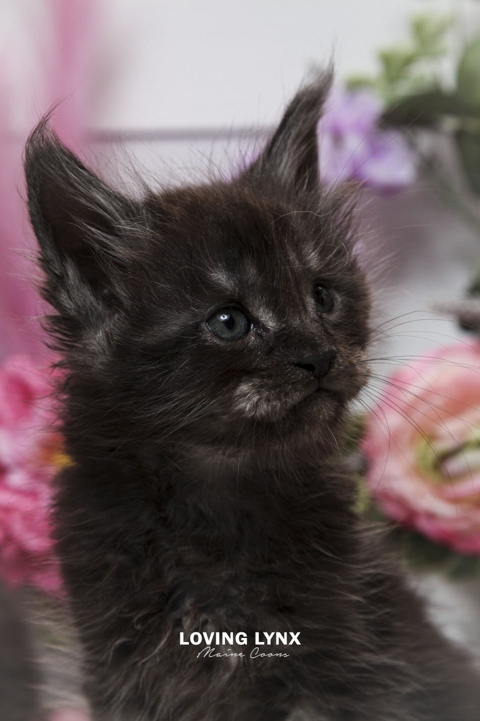 oreo-litter-2026-maine-coon-kitten-5.PNG