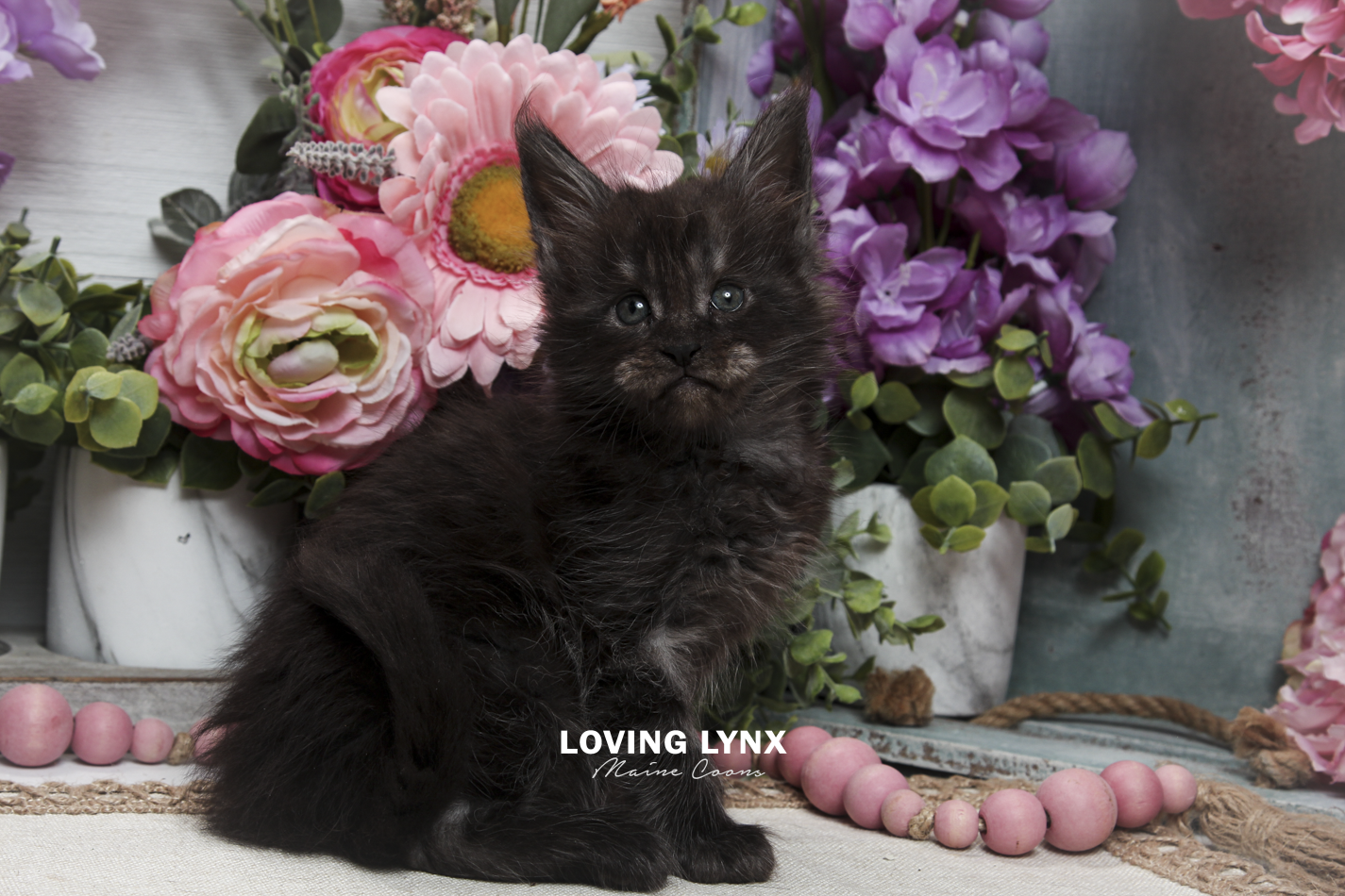 oreo-litter-2026-maine-coon-kitten-6.PNG
