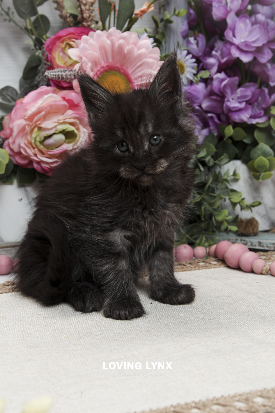 oreo-litter-2026-maine-coon-kitten-8.PNG