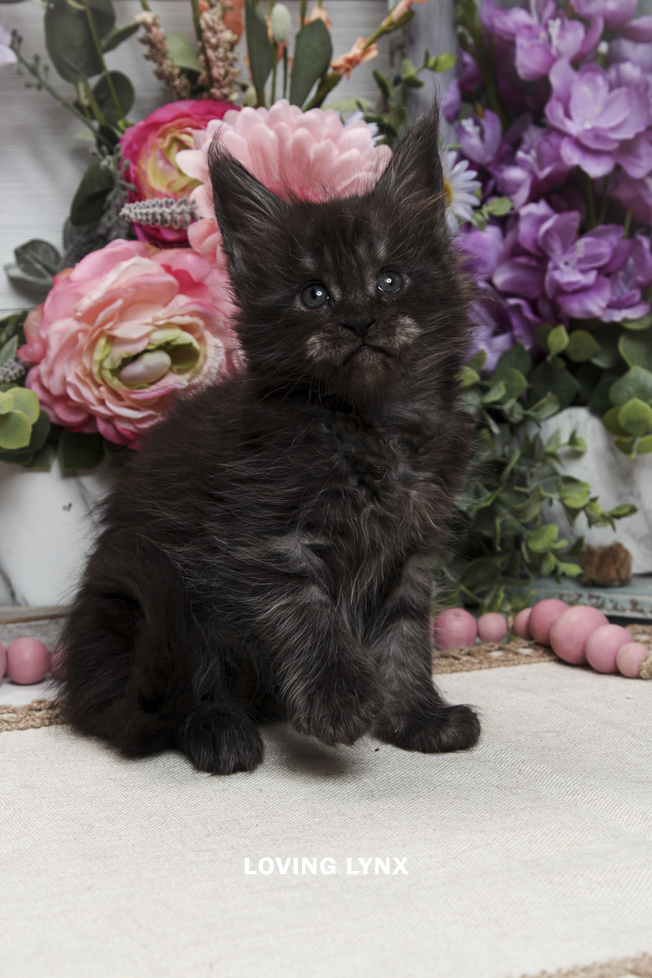 oreo-litter-2026-maine-coon-kitten-7.PNG