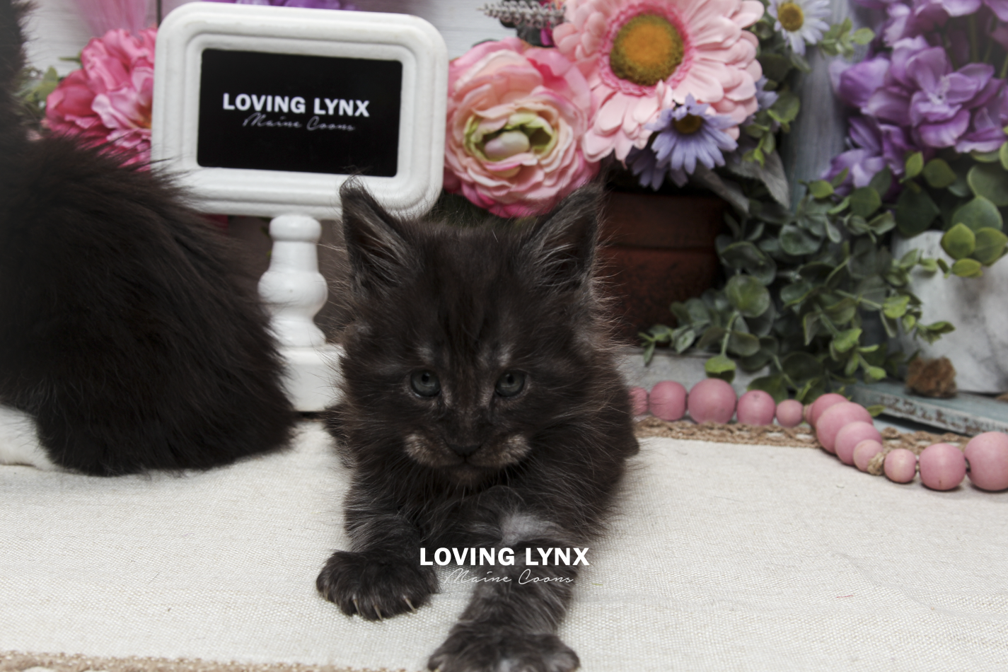 oreo-litter-2026-maine-coon-kitten-9.PNG