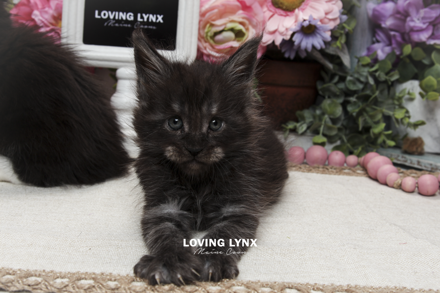 oreo-litter-2026-maine-coon-kitten-10.PNG