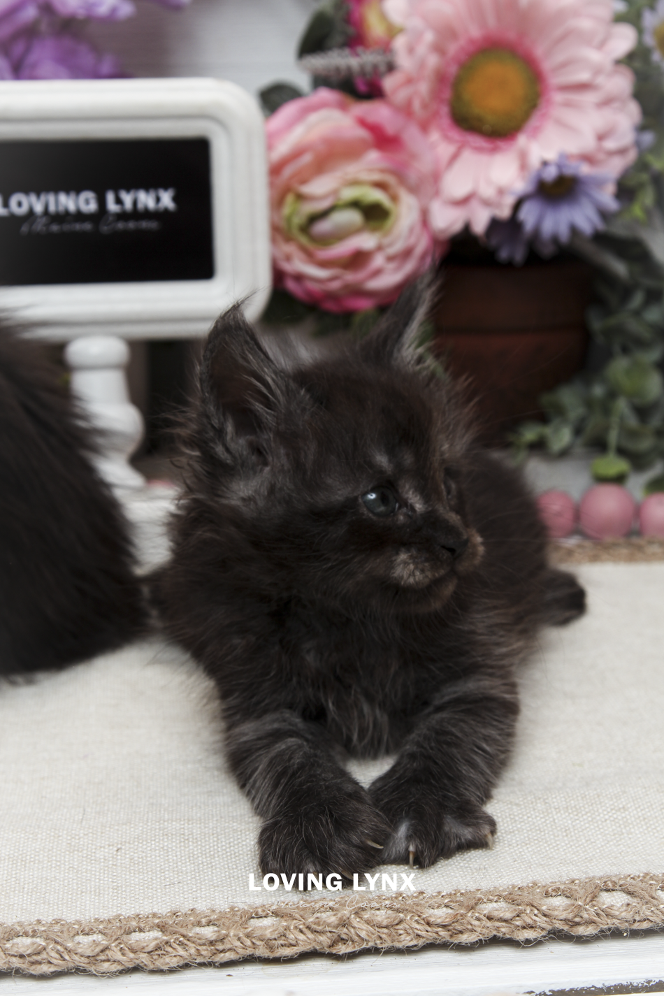 oreo-litter-2026-maine-coon-kitten-11.PNG