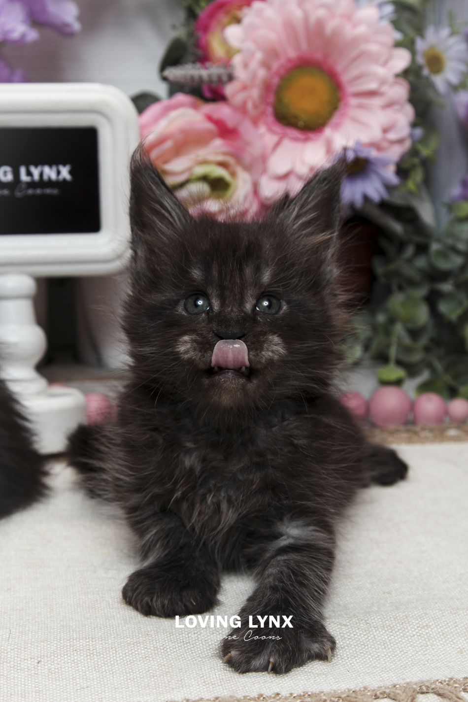 oreo-litter-2026-maine-coon-kitten-12.PNG