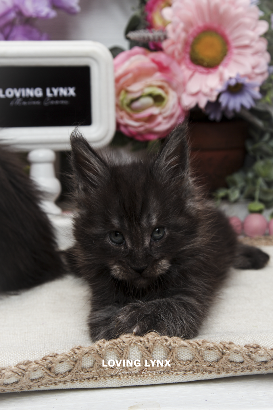 oreo-litter-2026-maine-coon-kitten-13.PNG