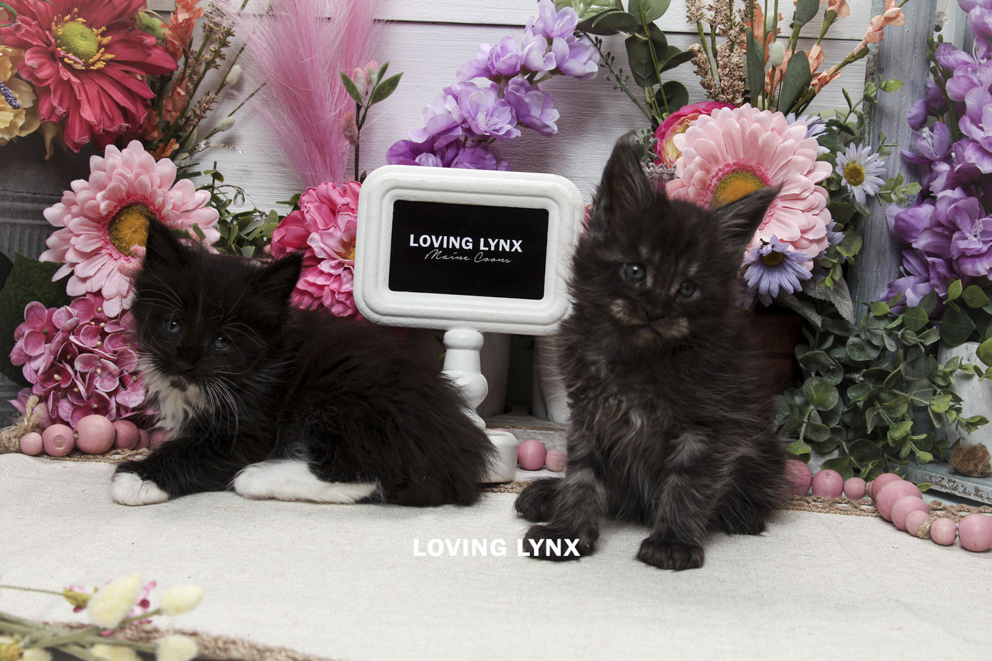 oreo-litter-2026-maine-coon-kitten-14.PNG
