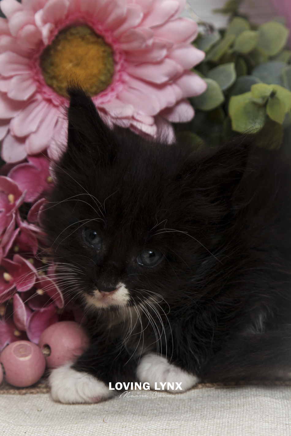 oreo-litter-2026-maine-coon-kitten-70.PNG