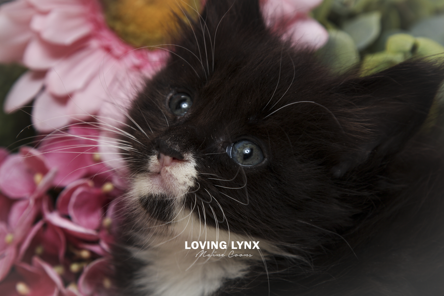 oreo-litter-2026-maine-coon-kitten-71.PNG