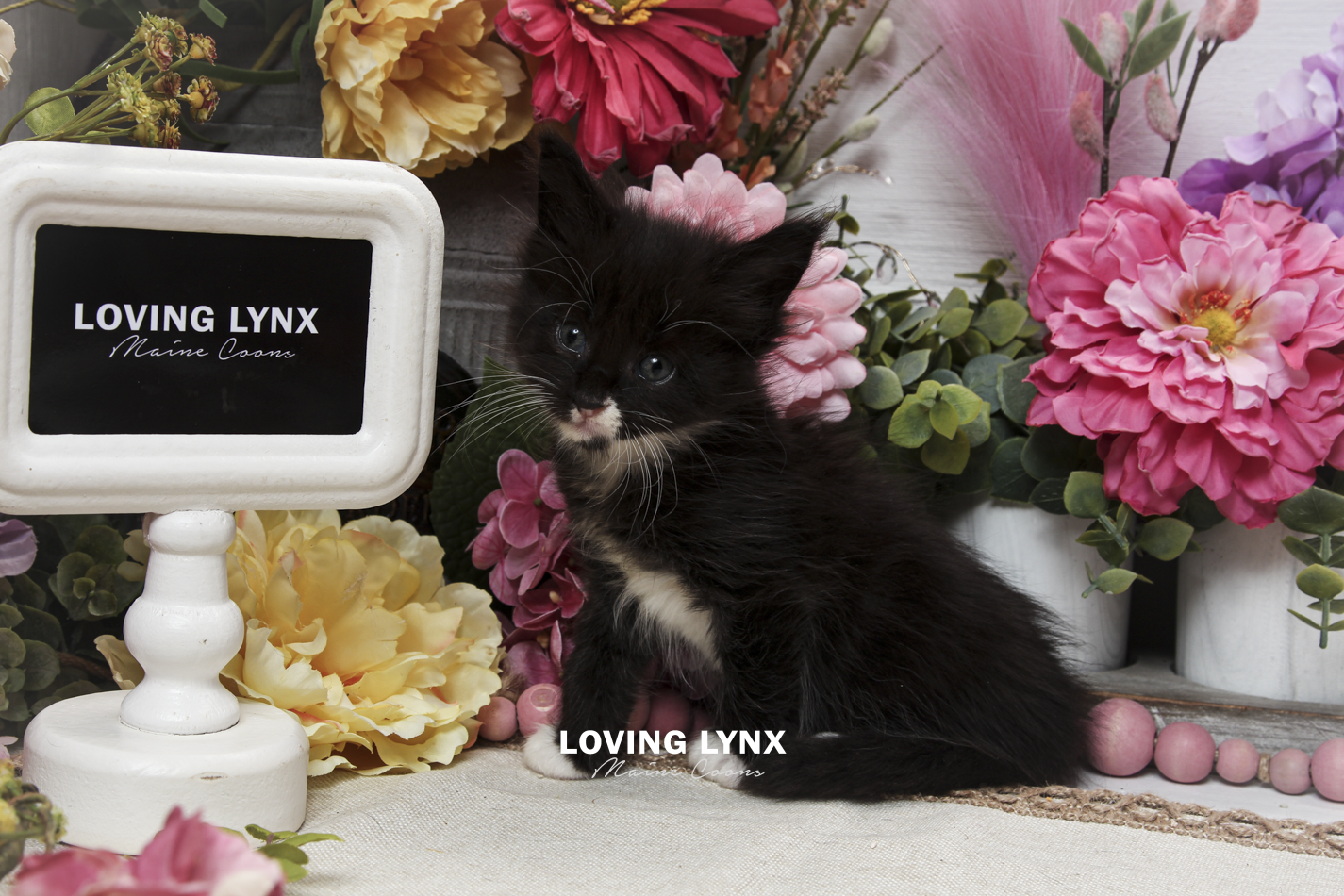 oreo-litter-2026-maine-coon-kitten-72.PNG