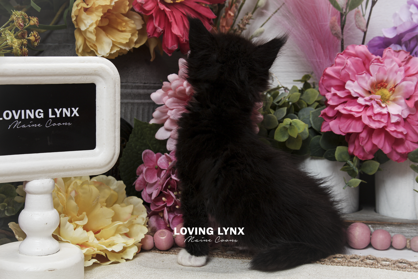 oreo-litter-2026-maine-coon-kitten-73.PNG