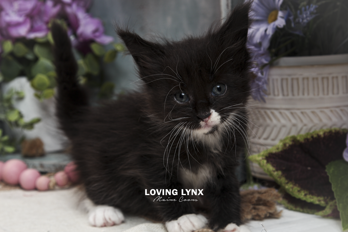 oreo-litter-2026-maine-coon-kitten-67.PNG