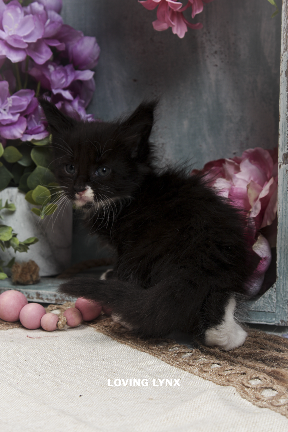 oreo-litter-2026-maine-coon-kitten-68.PNG
