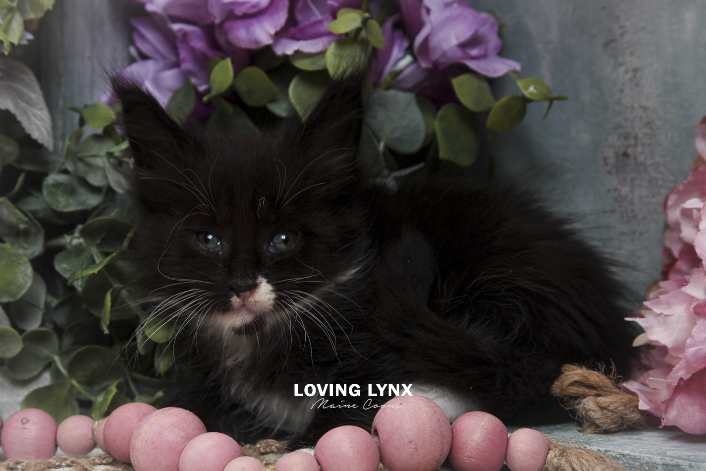 oreo-litter-2026-maine-coon-kitten-69.PNG