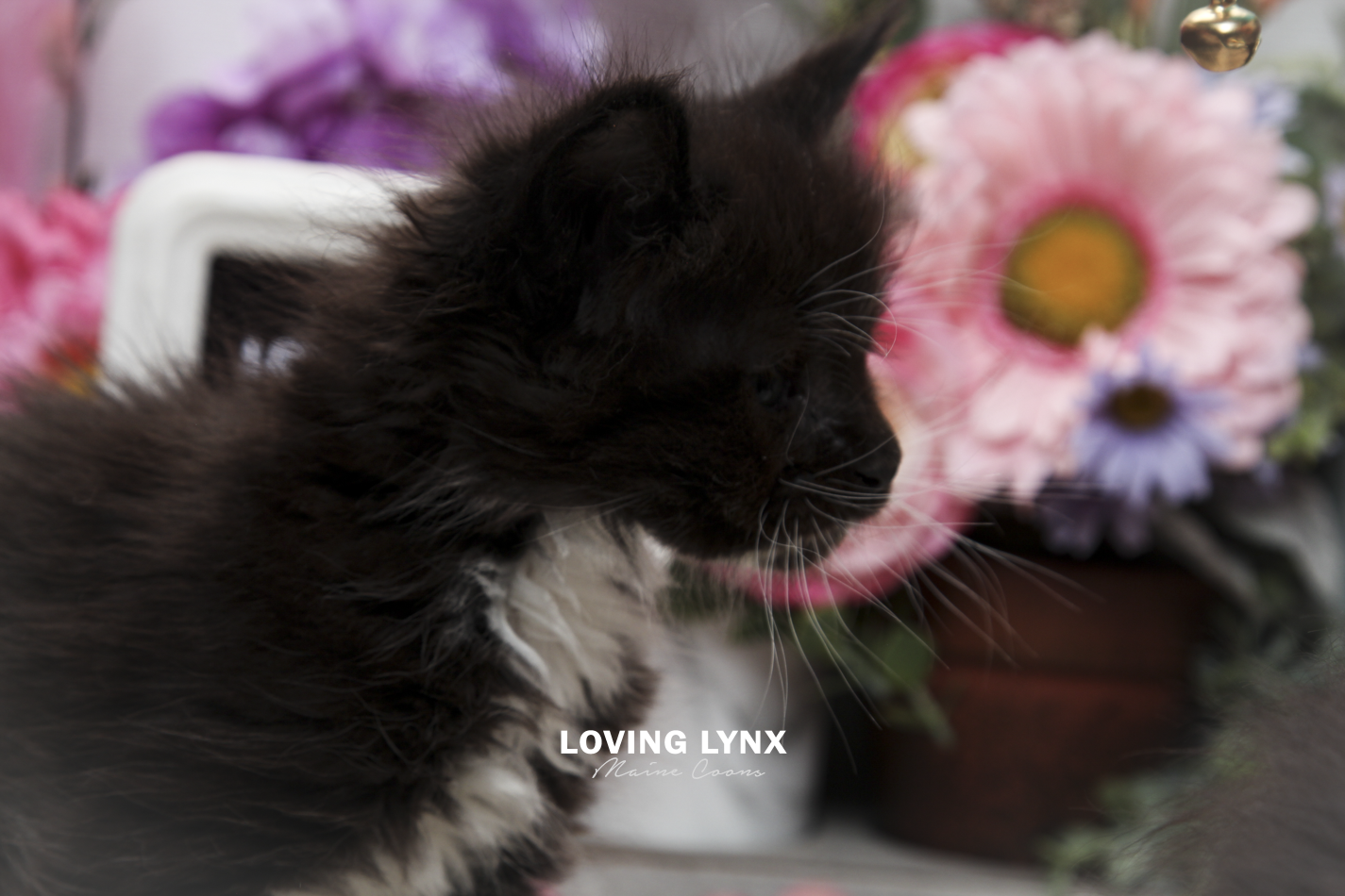 oreo-litter-2026-maine-coon-kitten-18.PNG
