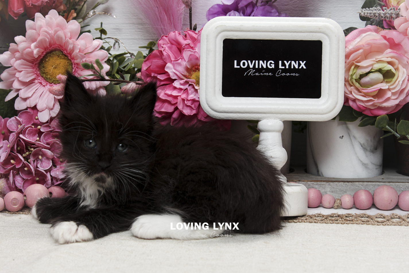 oreo-litter-2026-maine-coon-kitten-17.PNG