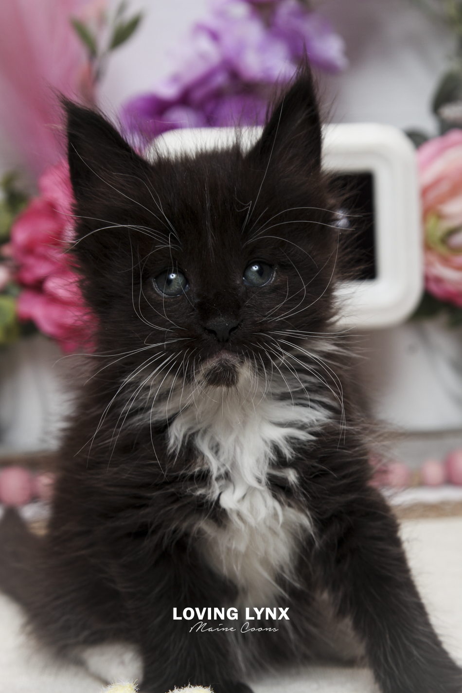 oreo-litter-2026-maine-coon-kitten-19.PNG