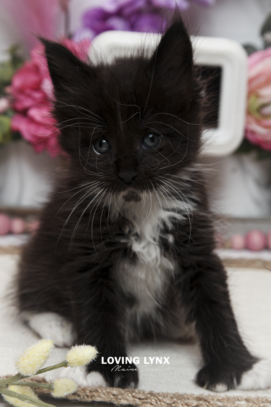 oreo-litter-2026-maine-coon-kitten-20.PNG