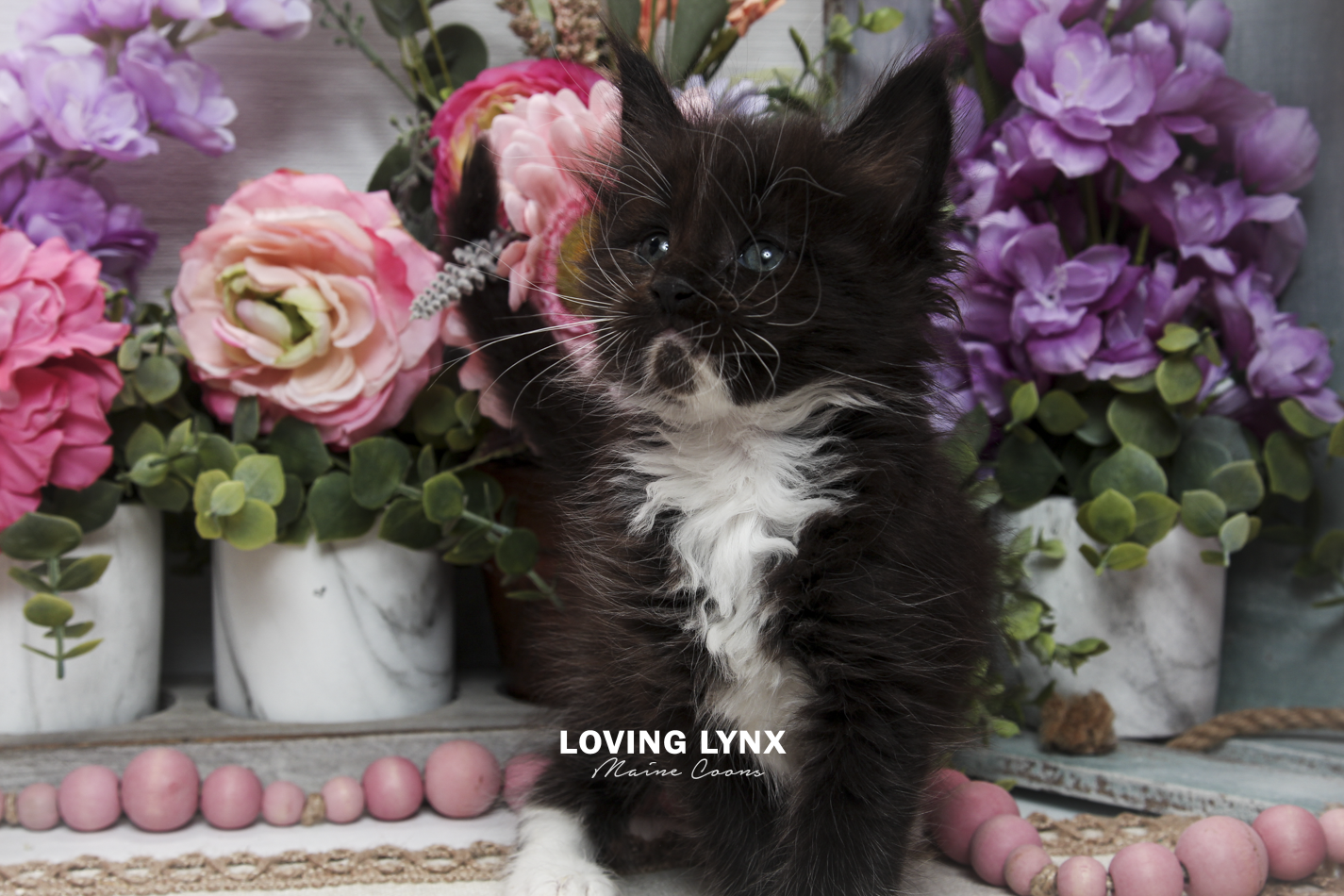 oreo-litter-2026-maine-coon-kitten-21.PNG