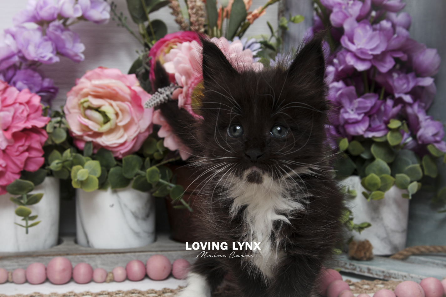 oreo-litter-2026-maine-coon-kitten-22.PNG