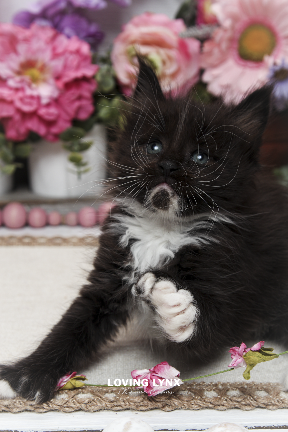 oreo-litter-2026-maine-coon-kitten-23.PNG