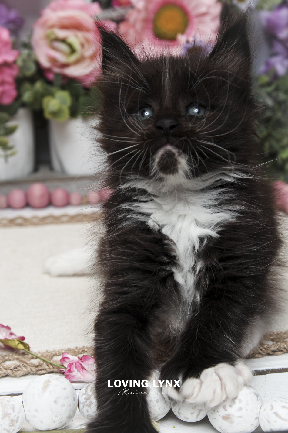 oreo-litter-2026-maine-coon-kitten-24.PNG