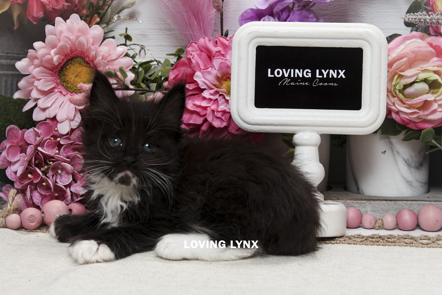 oreo-litter-2026-maine-coon-kitten-16.PNG