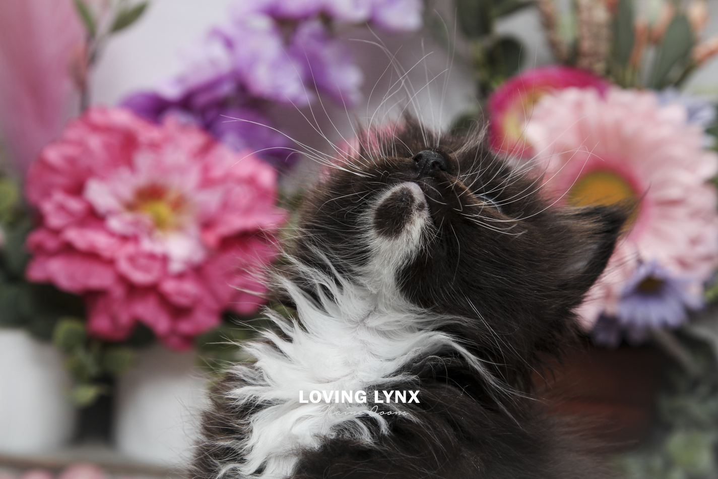 oreo-litter-2026-maine-coon-kitten-28.PNG