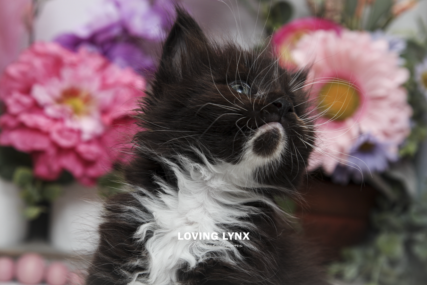 oreo-litter-2026-maine-coon-kitten-29.PNG