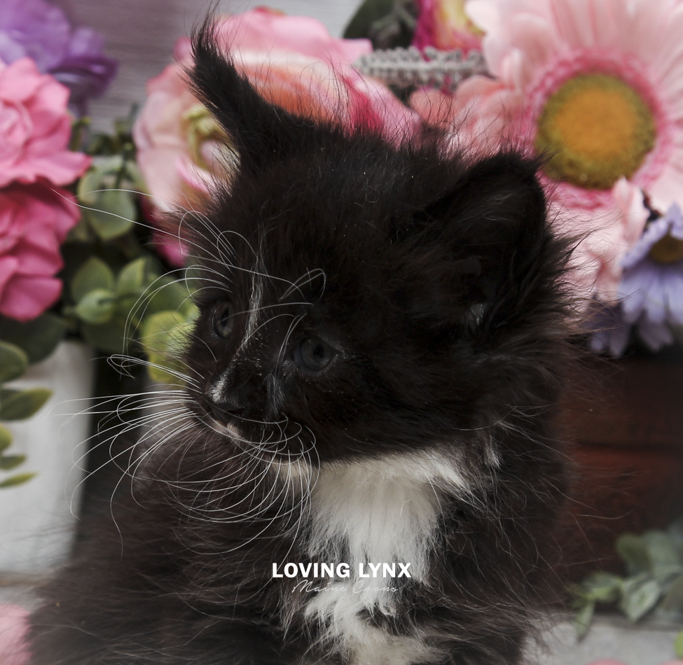 oreo-litter-2026-maine-coon-kitten-52.PNG