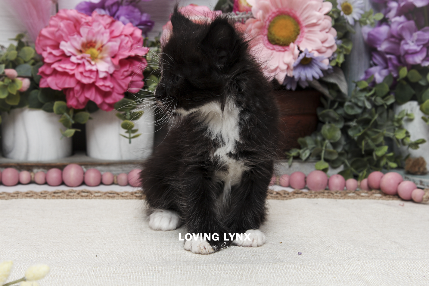 oreo-litter-2026-maine-coon-kitten-51.PNG