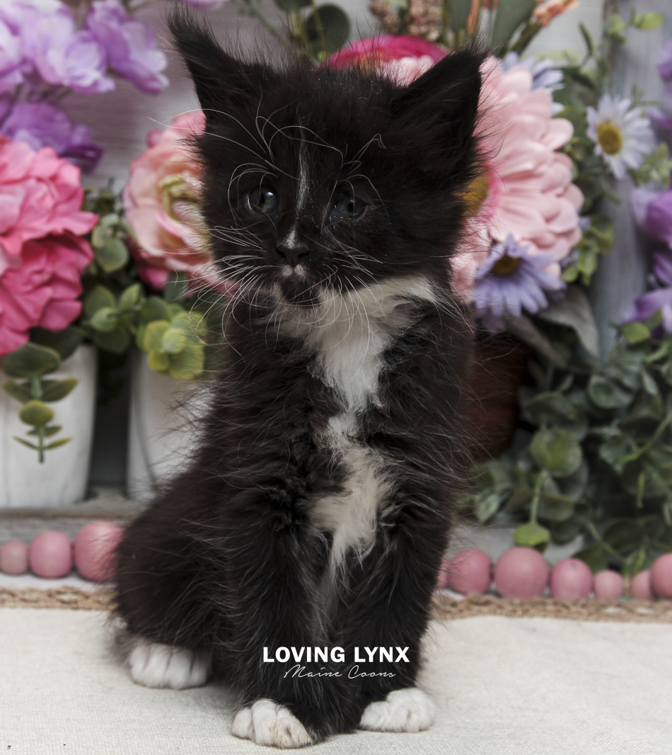 oreo-litter-2026-maine-coon-kitten-53.PNG