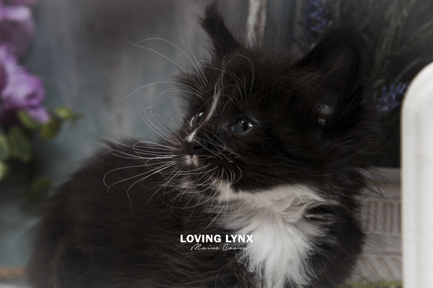 oreo-litter-2026-maine-coon-kitten-54.PNG