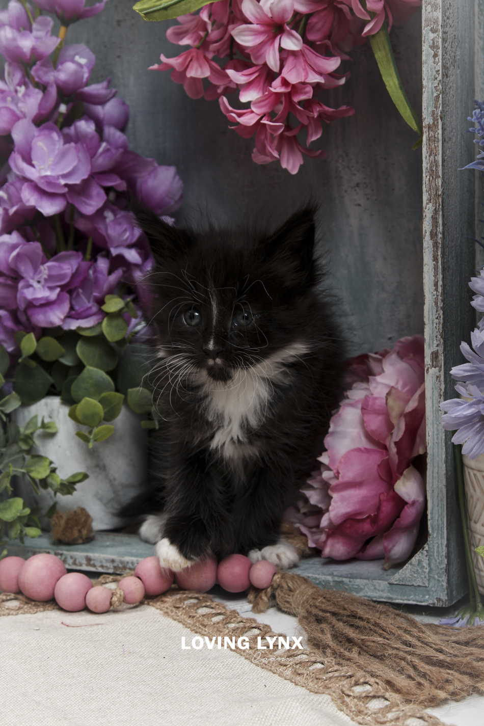 oreo-litter-2026-maine-coon-kitten-55.PNG