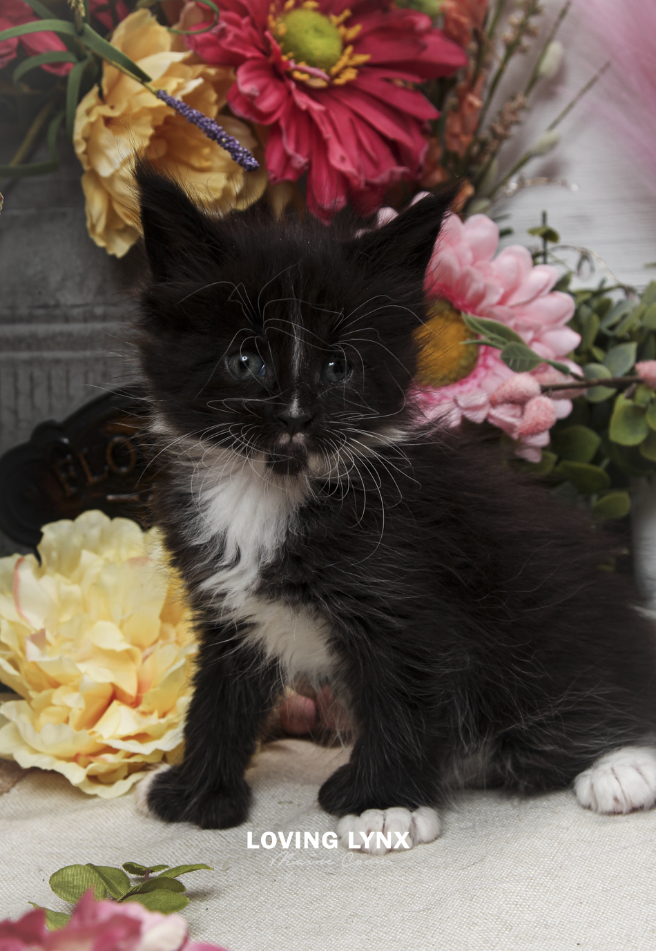 oreo-litter-2026-maine-coon-kitten-57.PNG