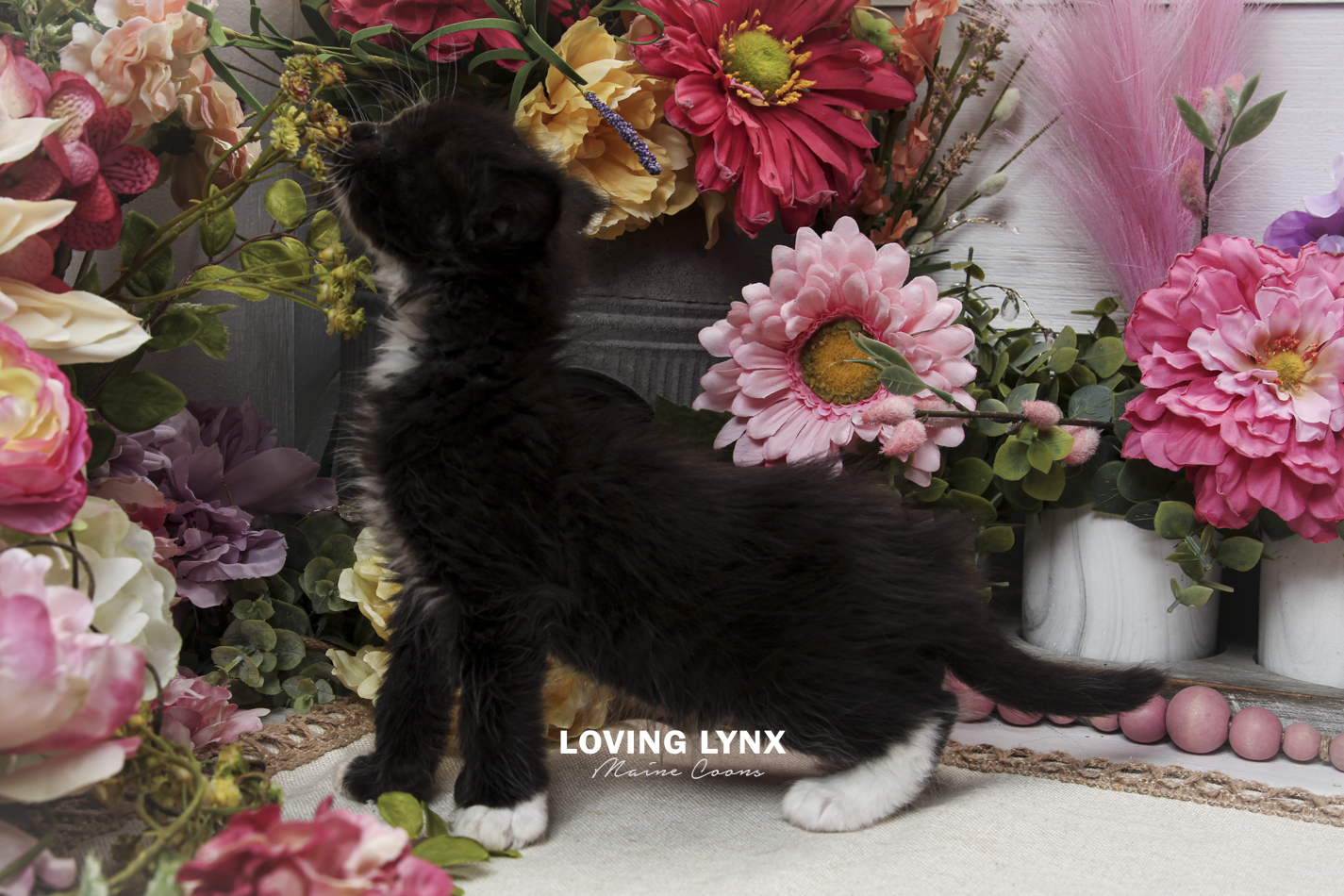 oreo-litter-2026-maine-coon-kitten-56.PNG