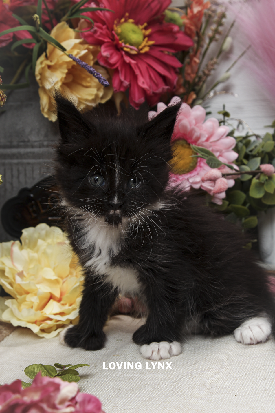 oreo-litter-2026-maine-coon-kitten-58.PNG