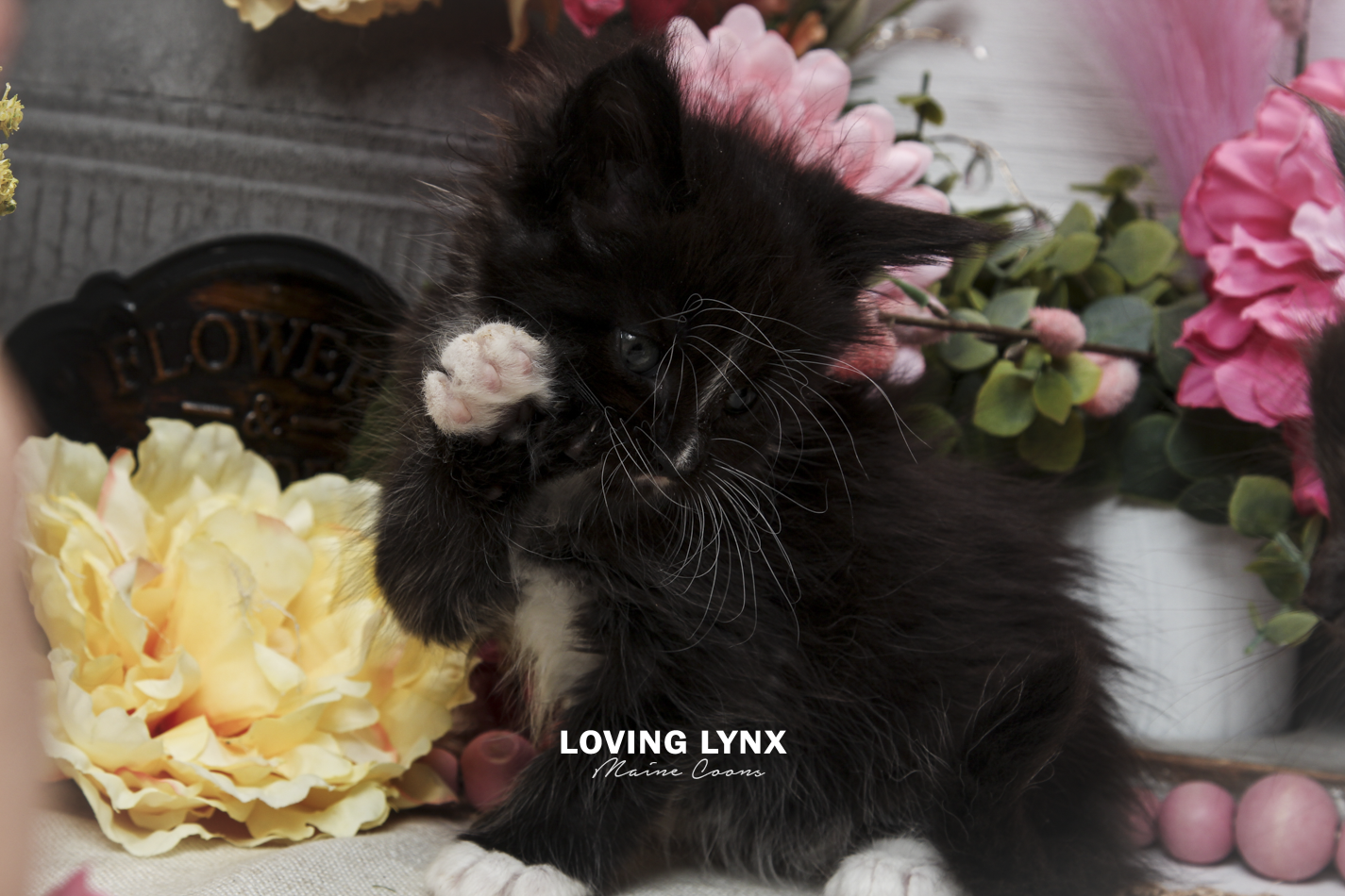 oreo-litter-2026-maine-coon-kitten-59.PNG
