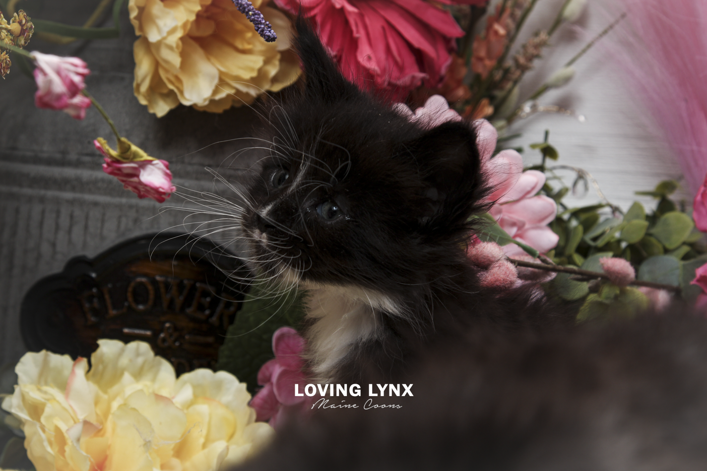 oreo-litter-2026-maine-coon-kitten-60.PNG