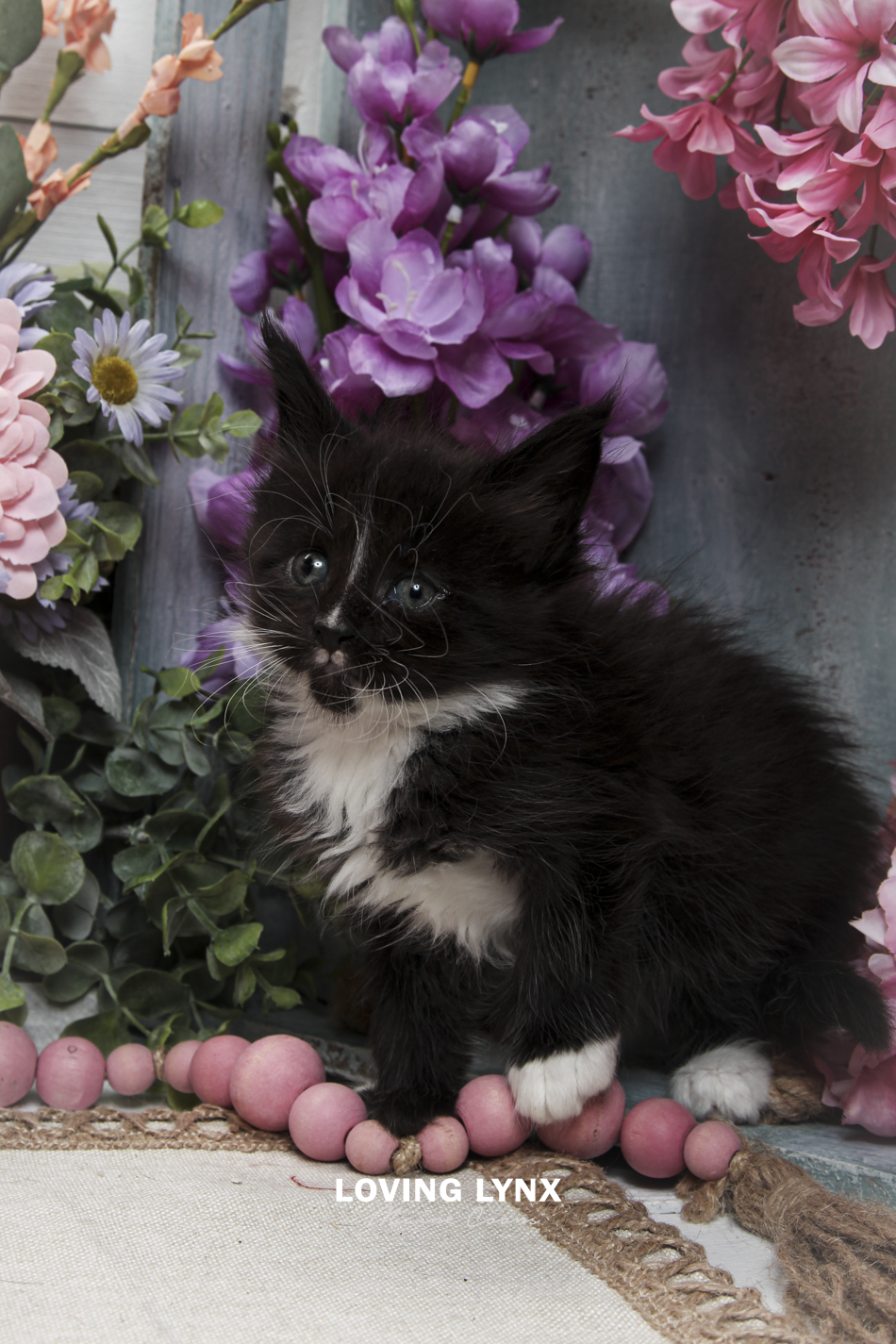 oreo-litter-2026-maine-coon-kitten-61.PNG