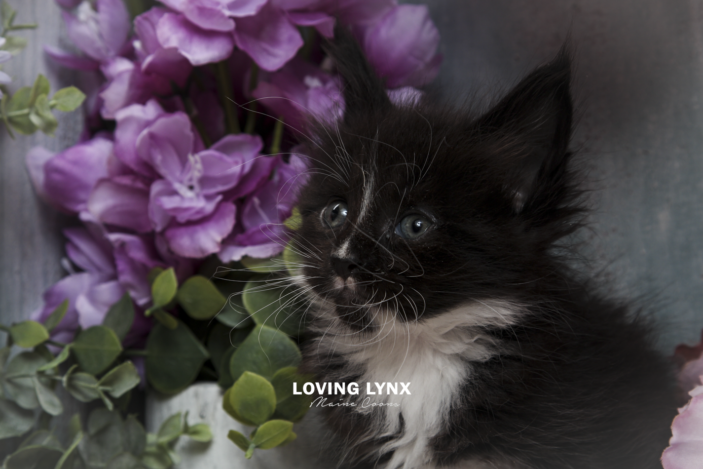 oreo-litter-2026-maine-coon-kitten-62.PNG