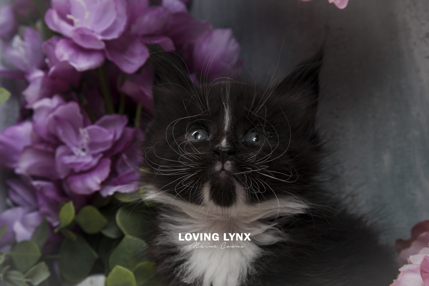 oreo-litter-2026-maine-coon-kitten-63.PNG