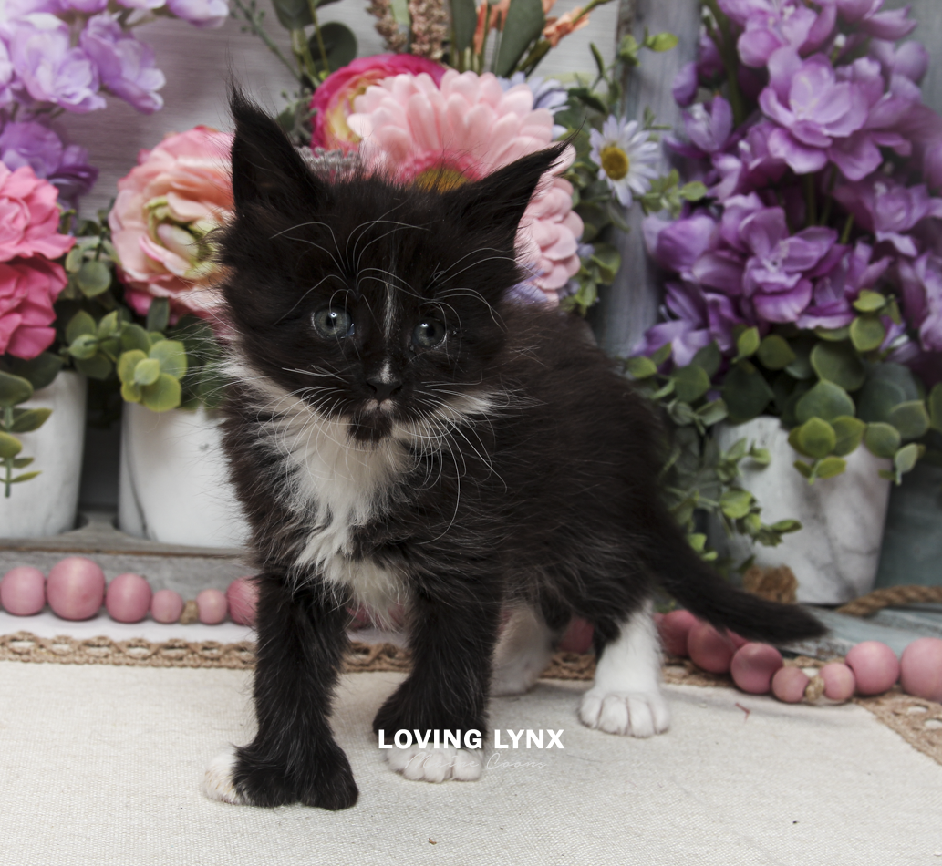 oreo-litter-2026-maine-coon-kitten-66.PNG