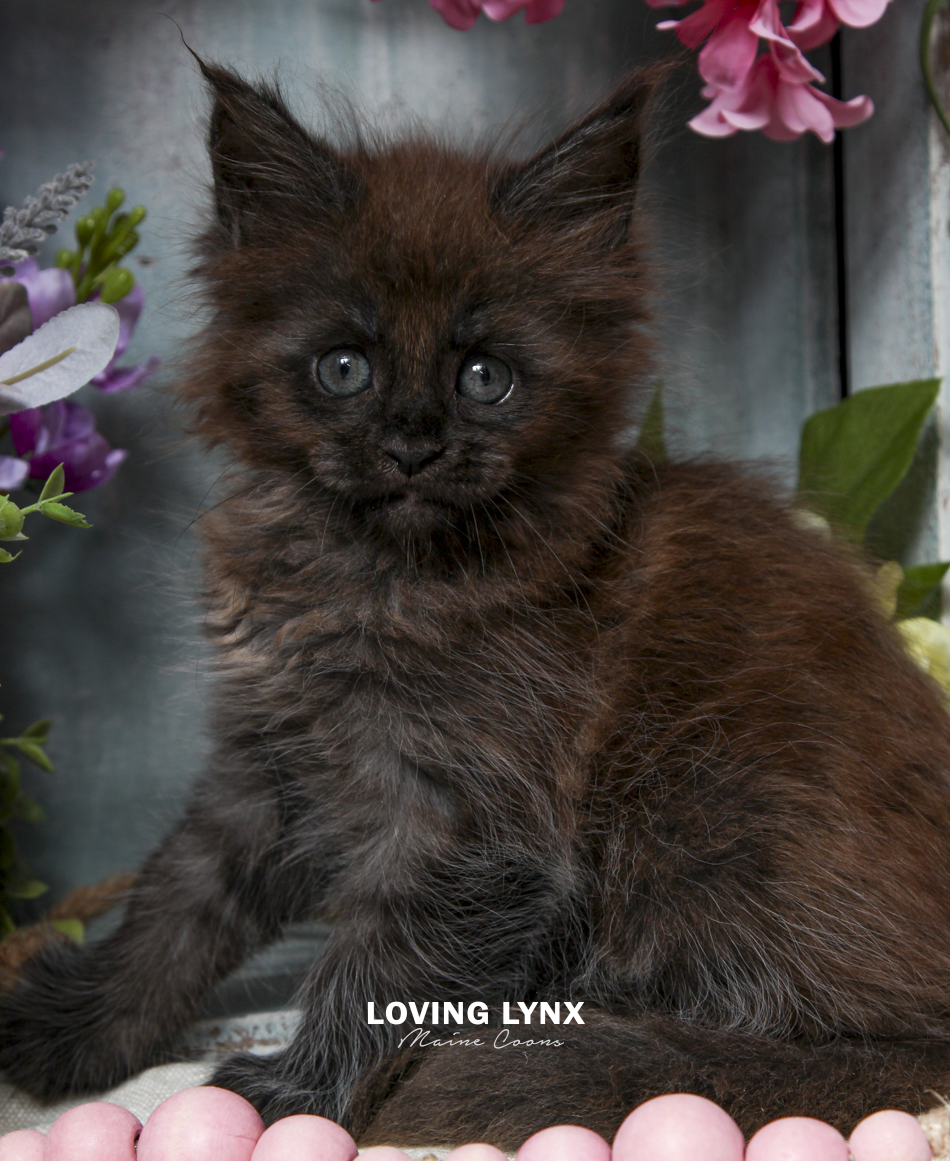 maine-coon-kitten-2.PNG