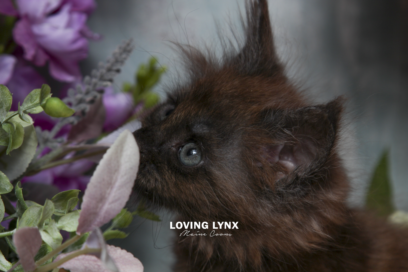 ivy-maine-coon-kitten-4.PNG