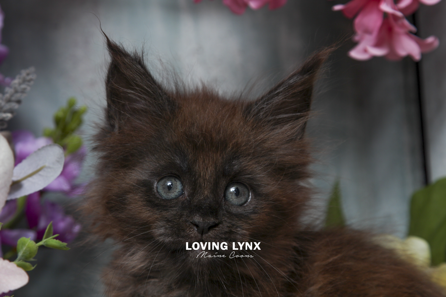 ivy-maine-coon-kitten-5.PNG