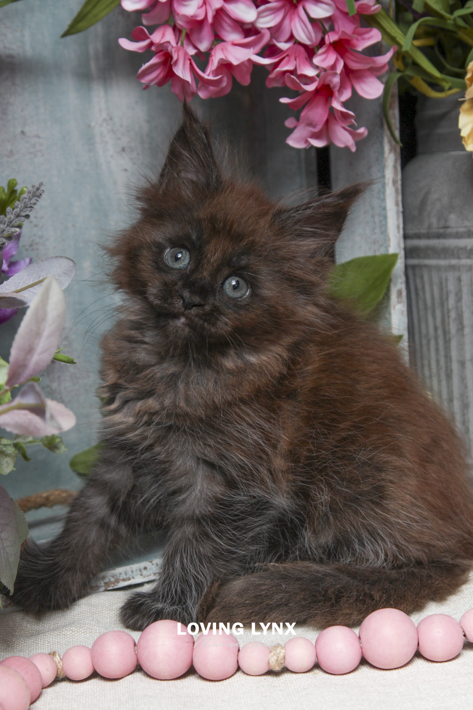 ivy-maine-coon-kitten-6.PNG
